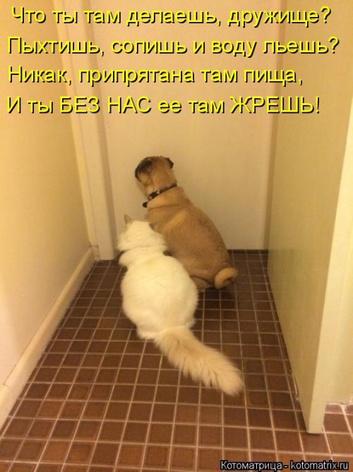 Лучшая котоматрица недели Лучшая котоматрица недели смешные картинки