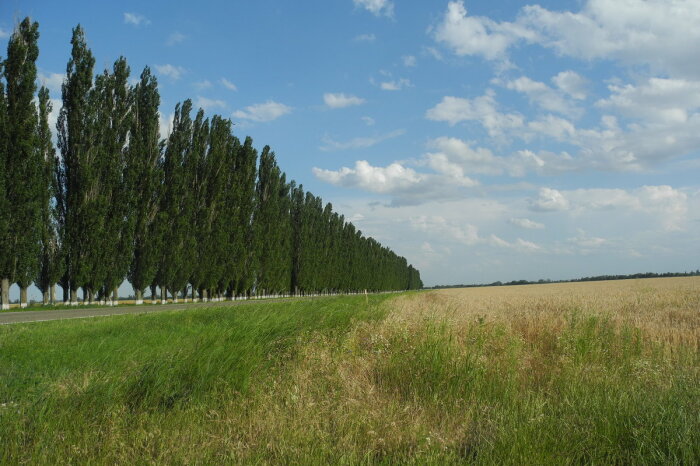 Проект «Тополь»: зачем в Советском Союзе каждый угол засаживали такими деревьями городская среда,ландшафтный дизайн,общество
