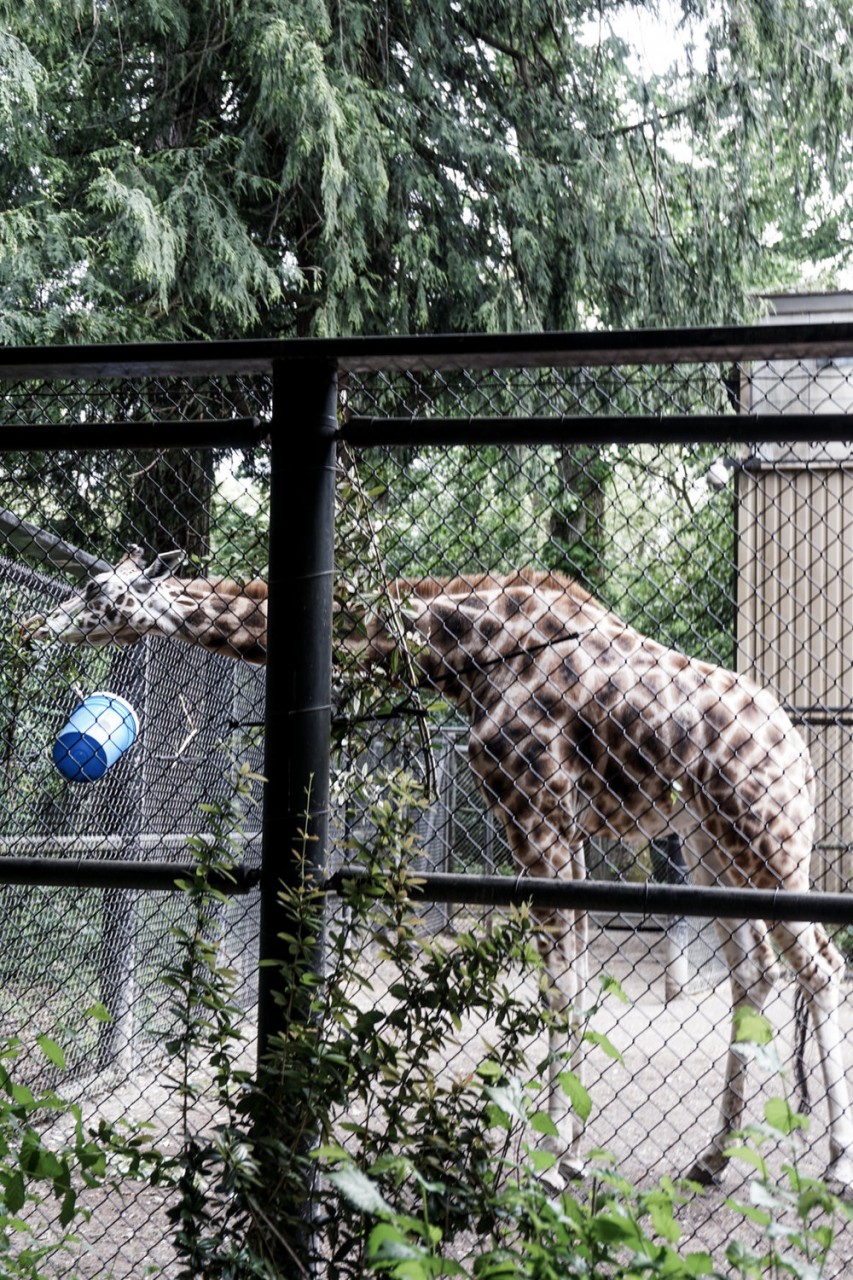 Seattle Washington Woodland Park Zoo-13.jpg