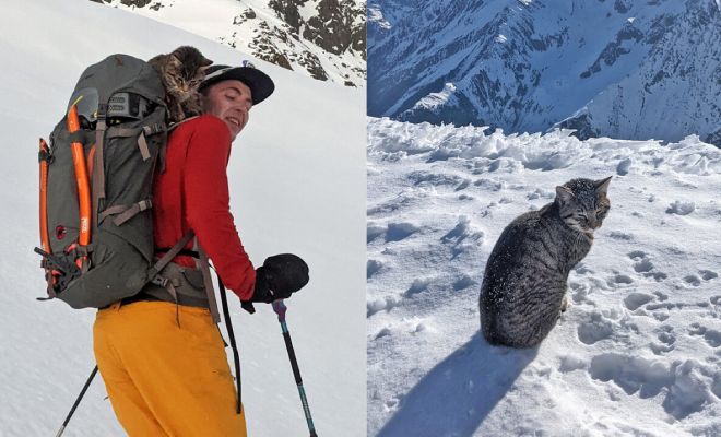 Альпинисты увидели на горе среди снега кошку. Через 2 дня выяснилось, что она поднимается на вершину уже в третий раз
