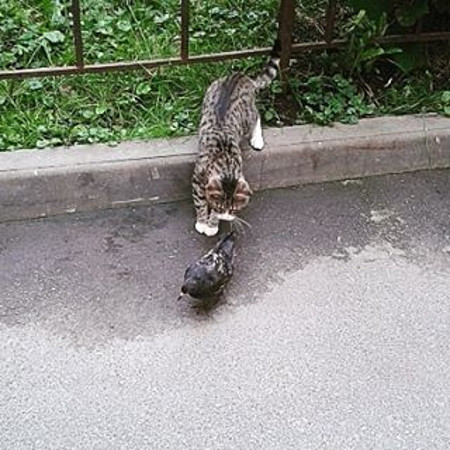 16 удачных кадров, сделанных за мгновение до...