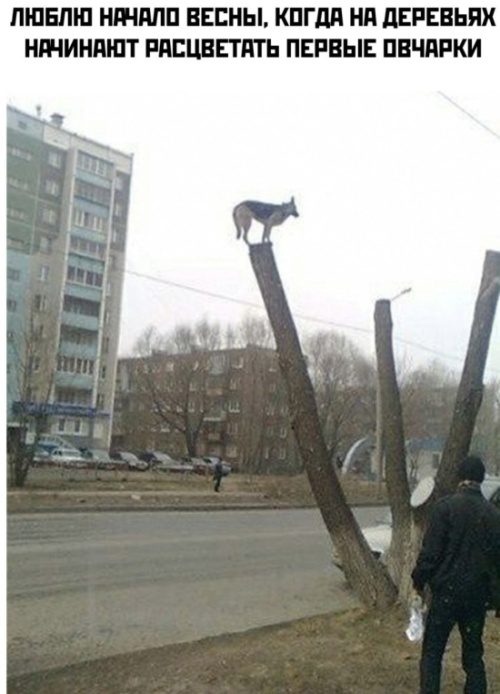 Весенние приколы. Классная ржака! смешные картинки