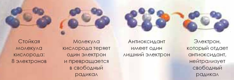 В чем опасность свободных радикалов