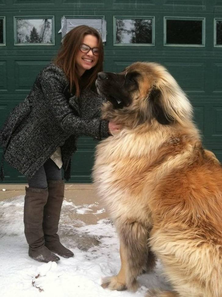 Разные животные невероятных размеров Разные животные невероятных размеров животные,невероятное,природа