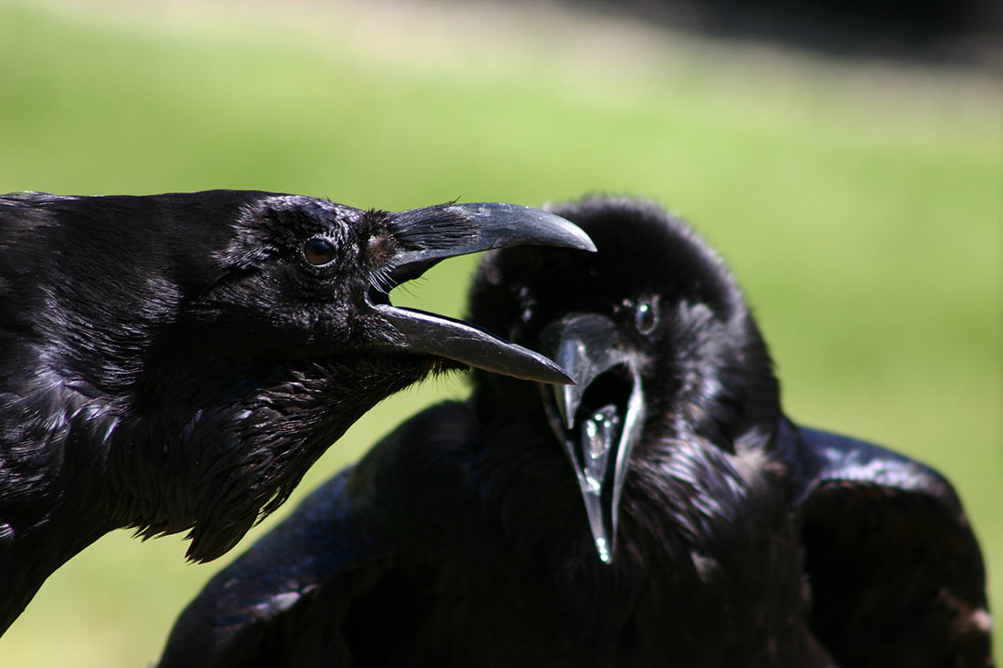 Good crow. Тауэр вороны. Лондонский Тауэр вороны. Ворон обыкновенный. Ворона смеется.