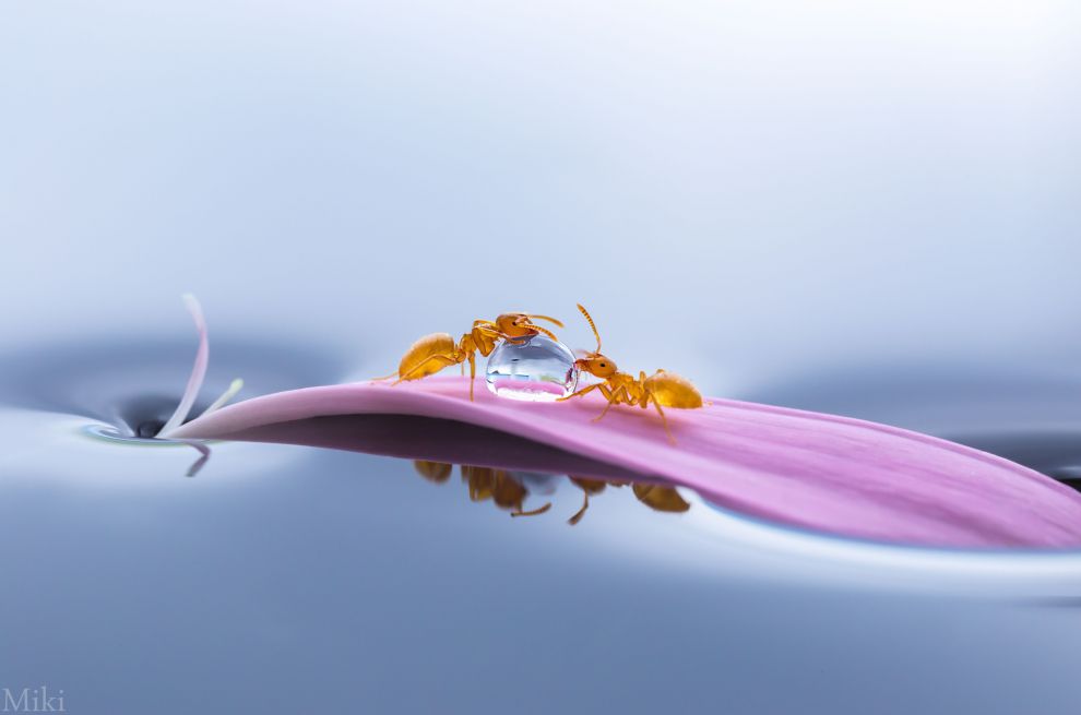 Макромир от Мики Асаи Путешествия,фото