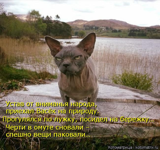 Котоматрица: Устав от вниманья народа,  приехал Васёк на природу. Прогулялся по лужку, посидел на бережку… Черти в омуте сновали –  спешно вещи паковали