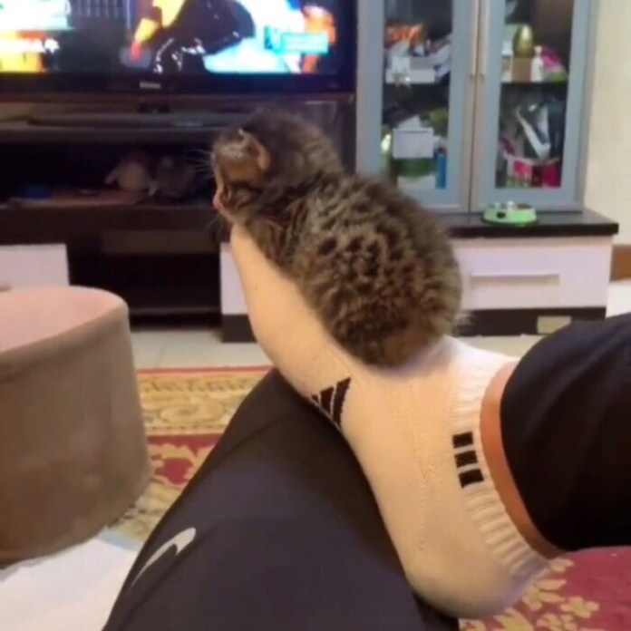 Без кота и жизнь не та