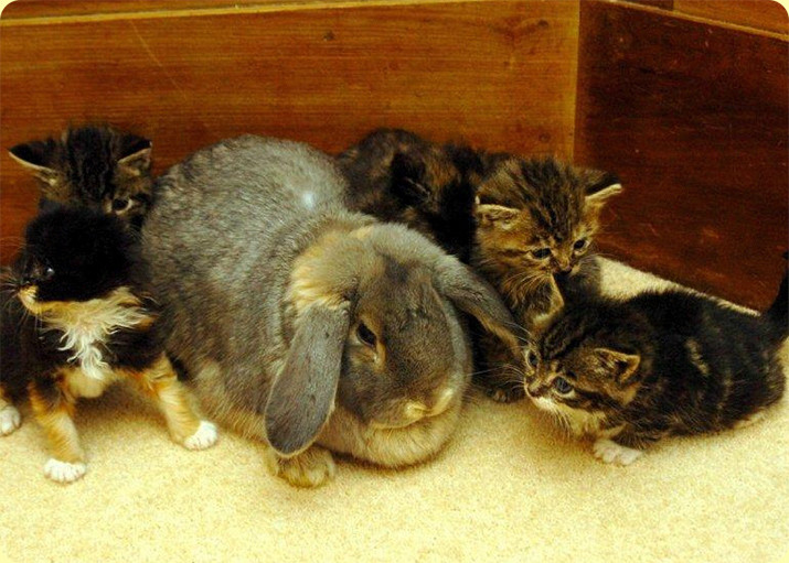 Трогательные случаи усыновления среди животных взаимоотношения, животные, позитив, природа