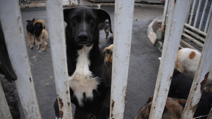 Бездомные собаки всё чаще нападают на людей в России. Кинолог винит коррупцию и зоозащитников