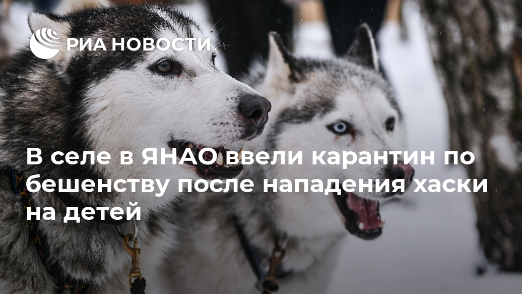 В селе в ЯНАО ввели карантин по бешенству после нападения хаски на детей школыинтерната, Новости, животных, детей, Сеяха, хаски, воспитанников, прессслужбе, местных, района, Ямальского, также, губернатора, жителей, только, семерых, напала, жительнице, собака, представитель