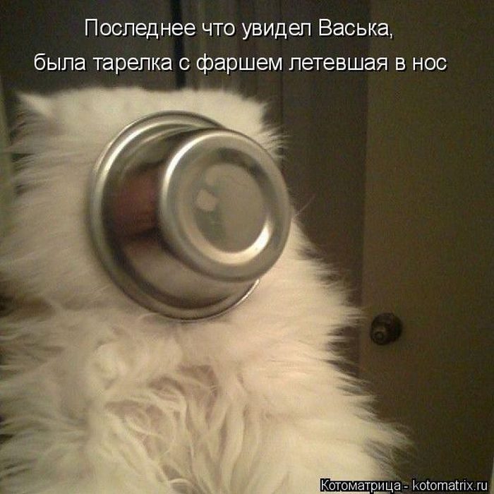 Лучшие котоматрицы за прошедшую неделю