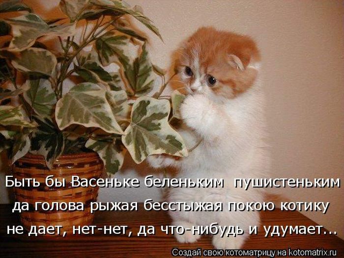 Лучшие котоматрицы недели (50 фото)