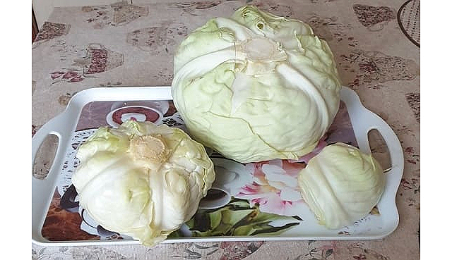 Кочны капусты