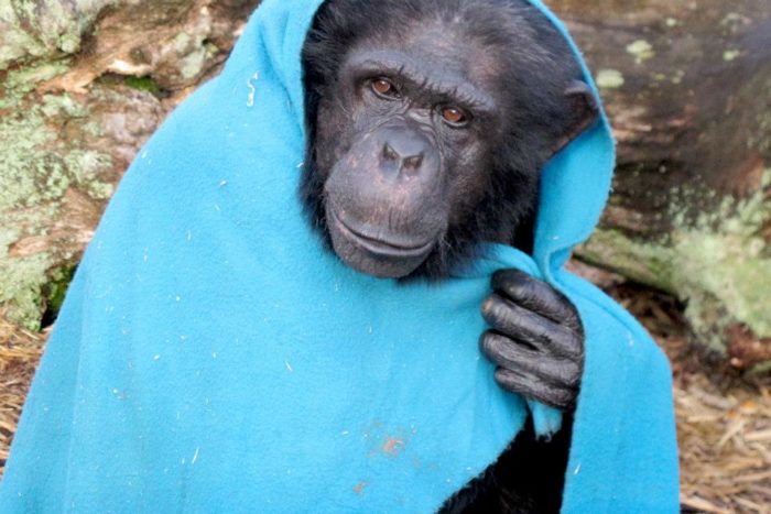 Интересные факты о шимпанзе