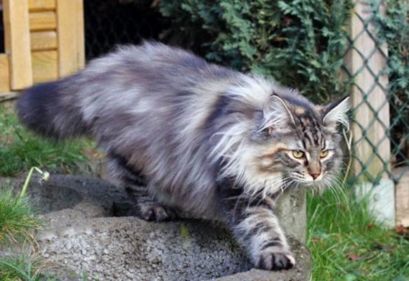 Норвежская лесная: легенды про кошек