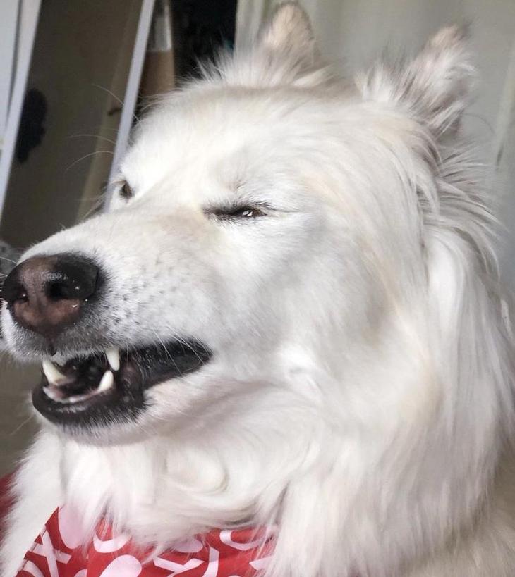 Люди делятся самыми неудачными фотографиями своих питомцев, и это очень смешно Люди делятся самыми неудачными фотографиями своих питомцев, и это очень смешно