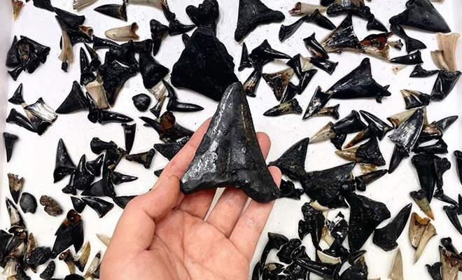 В одной точке Индийского океана найдены сотни акульих зубов возрастом 1000 лет. Зубы лежат так, словно их кто-то собрал Культура