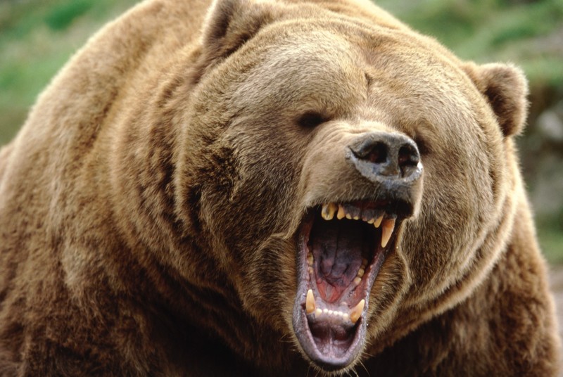 Медведь. длеко не домашнее животное, но тем не менее некоторые "индивиды" держат медведей у себя во дворе.  домашние питомцы, истории, погибли, стечение обстоятельств