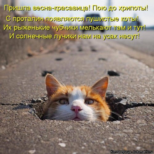 Лучшая котоматрица недели Лучшая котоматрица недели смешные картинки