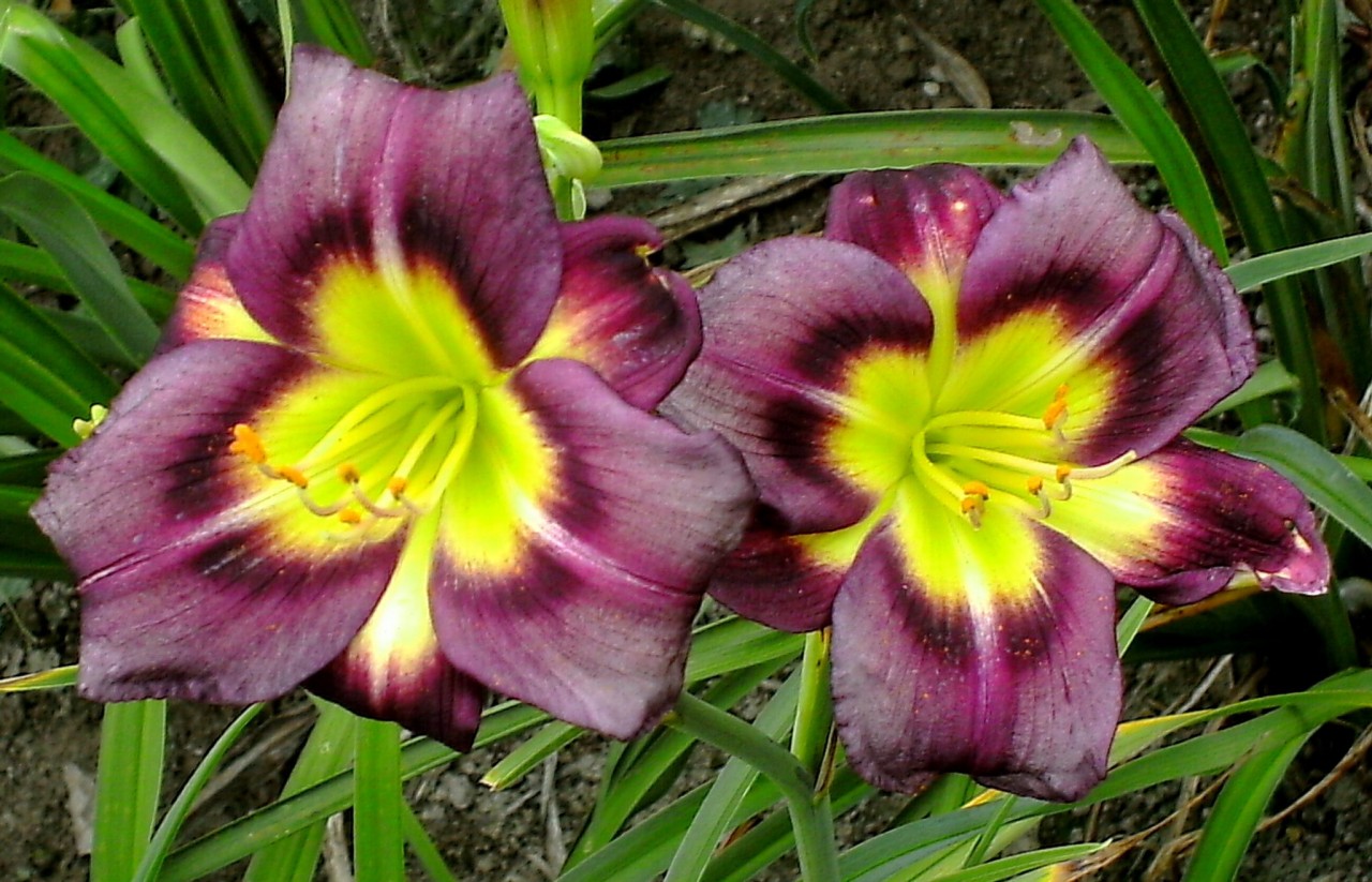 Картинки по запросу hemerocallis night beacon