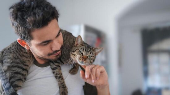 Как отучить кошку лазить по шторам и раздирать их в клочья