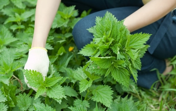 Морковная ботва, корень хрена, крапива - зелень в огороде сорвите и болезни все лечите. Без таблеток и аптек жив и бодр человек!