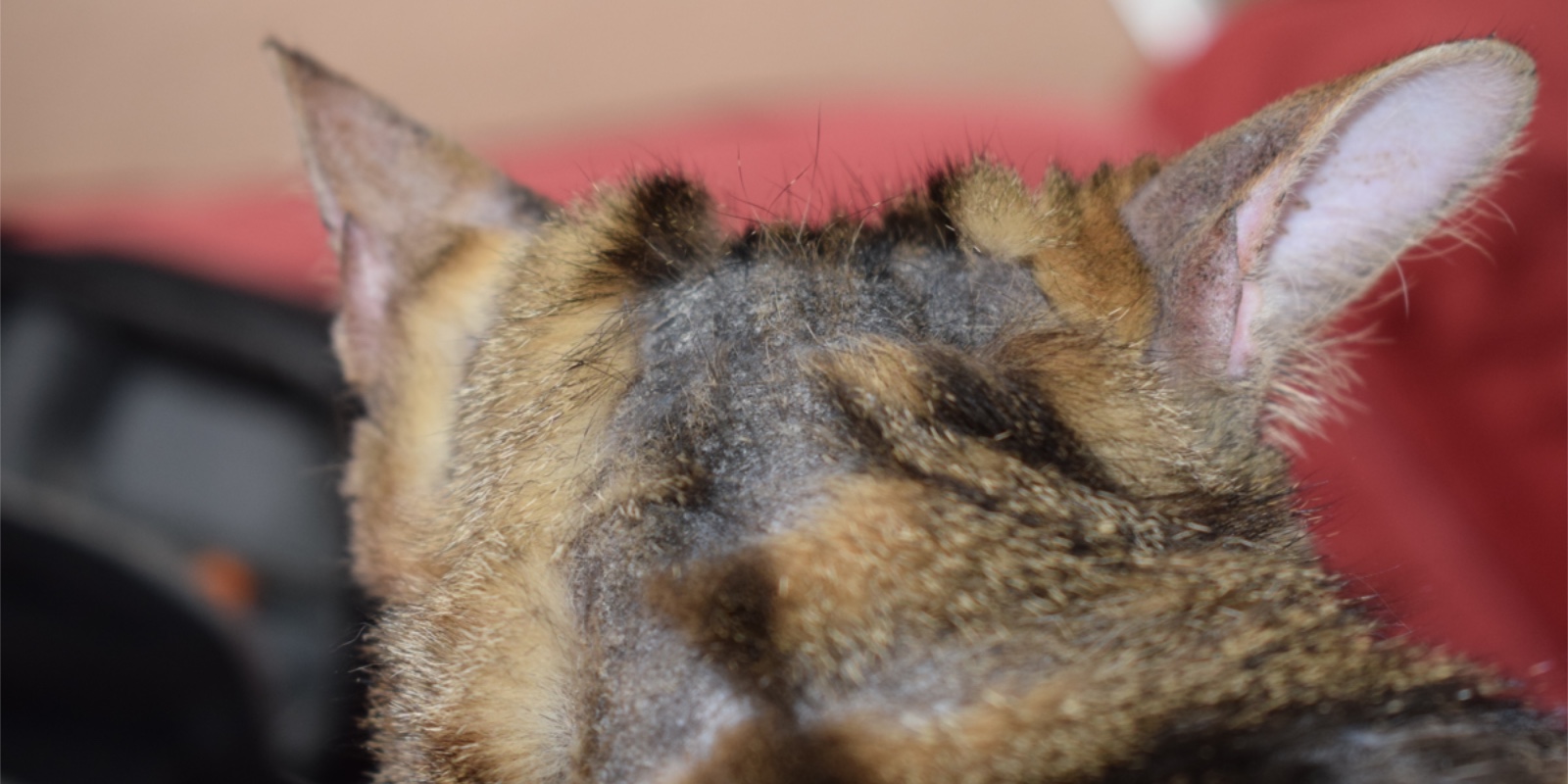 Как распознать лишай у кошки: шерсть обламывается