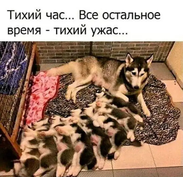 Соседи в одесском дворике: - Соня, ты забеременела или пообедала? Соседи в одесском дворике: - Соня, ты забеременела или пообедала?