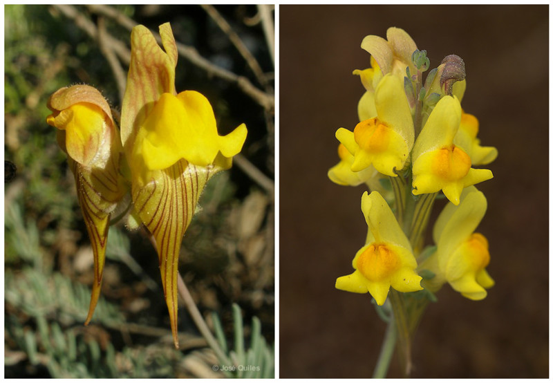 Льнянка (Linaria polygalifolia) красота, особенные, природа, растения, флора, цветы