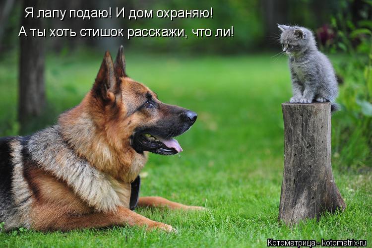 Котоматрица: Я лапу подаю! И дом охраняю! А ты хоть стишок расскажи, что ли!