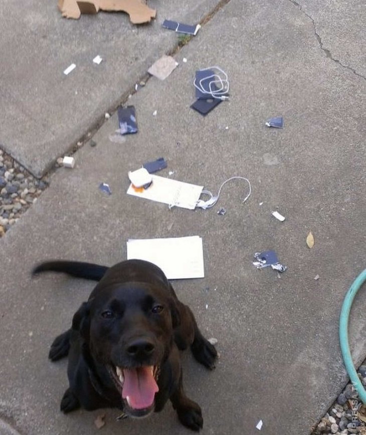 Неудачный денёк 