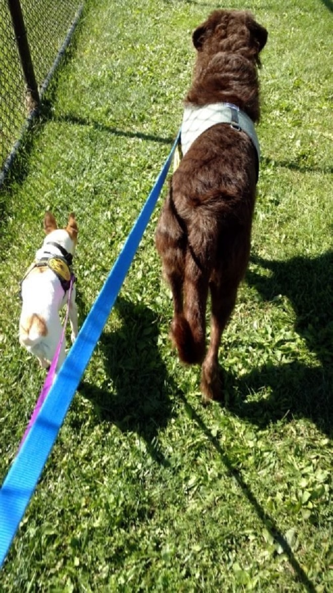 Собаки идут