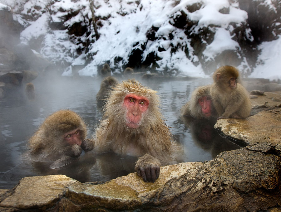 Парк обезьян в «Адской долине» обезьян, термальных, обезьяны, источниках, колония, японских, проводят, макак, Дзигокудани, оттенком, источникахПереживать, коричневатым, шерсть, тёмносерая, густая, помогает, обезьянам, холода , удивительный, морозы