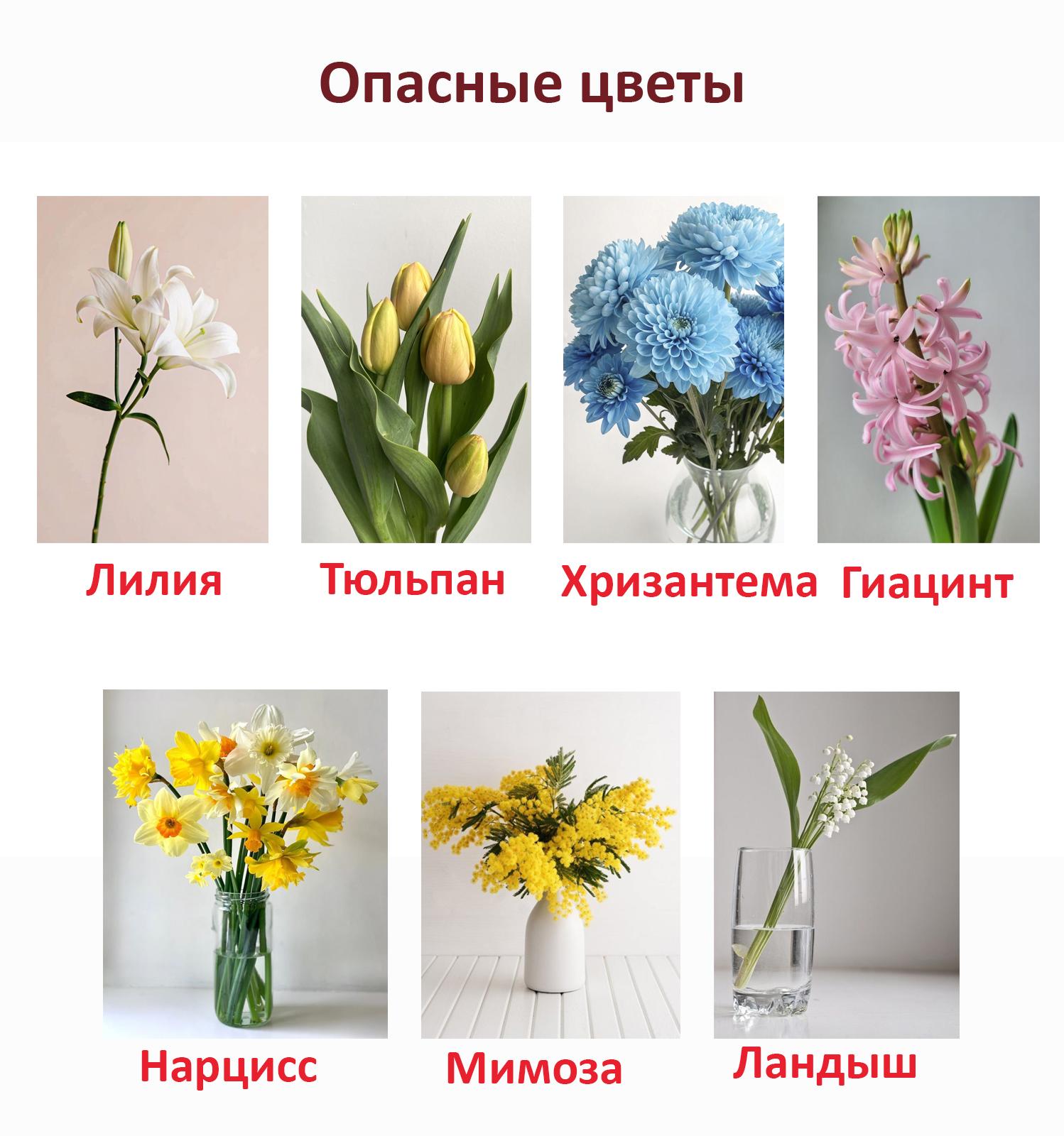 Мимозы, тюльпаны и еще 6 смертельно опасных для кошек цветов кошек, опасны, может, цветы, листья, также, содержат, букеты, судороги, координации, нарушение, очень, части, симптомы, питомцев, цветки, стебли, стоит, марта, рвота