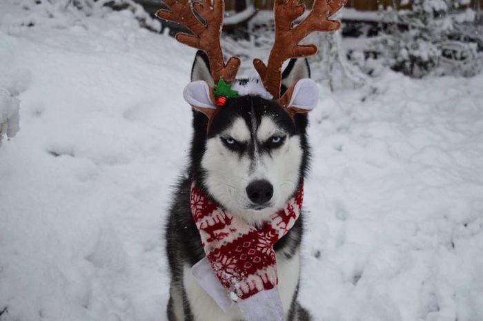 angry-husky-christmas-photoshoot-anuko-6