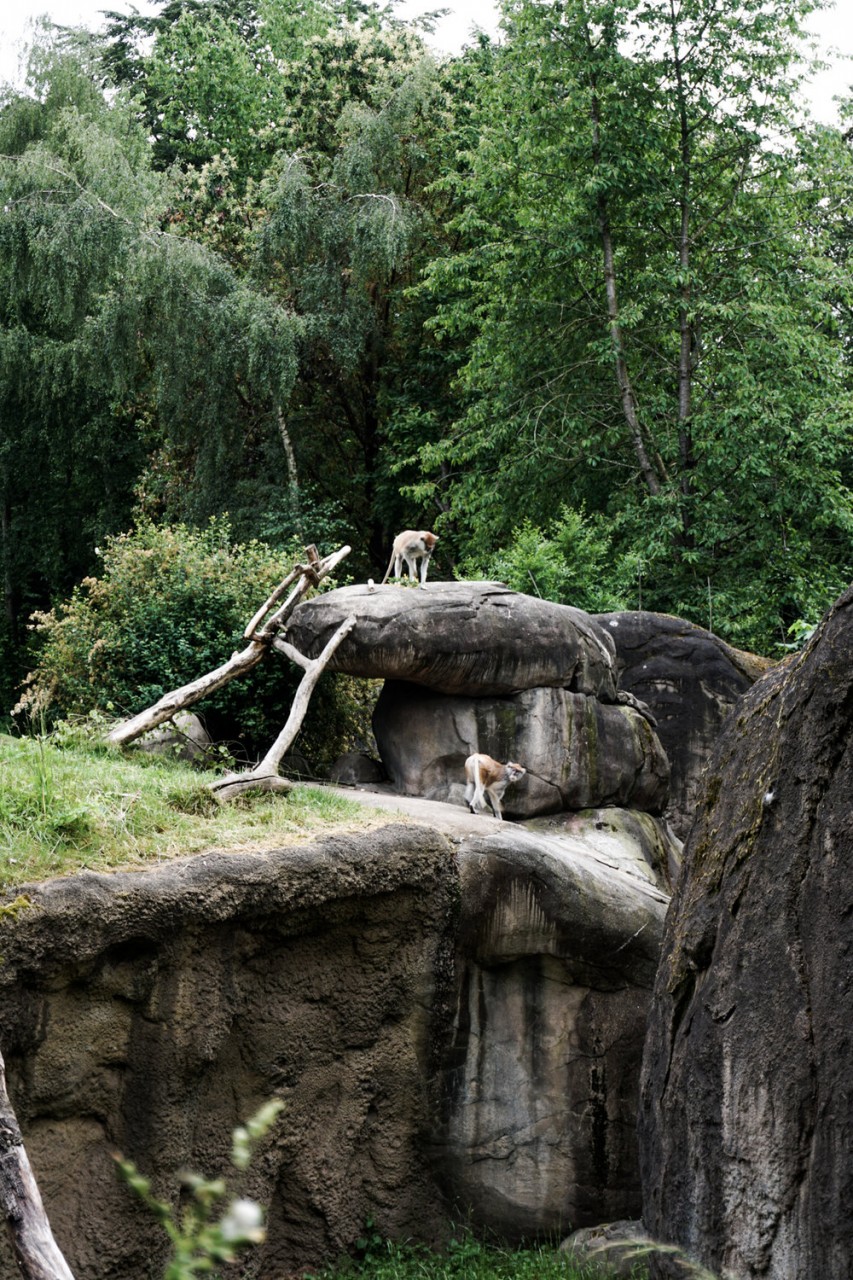 Seattle Washington Woodland Park Zoo-16.jpg