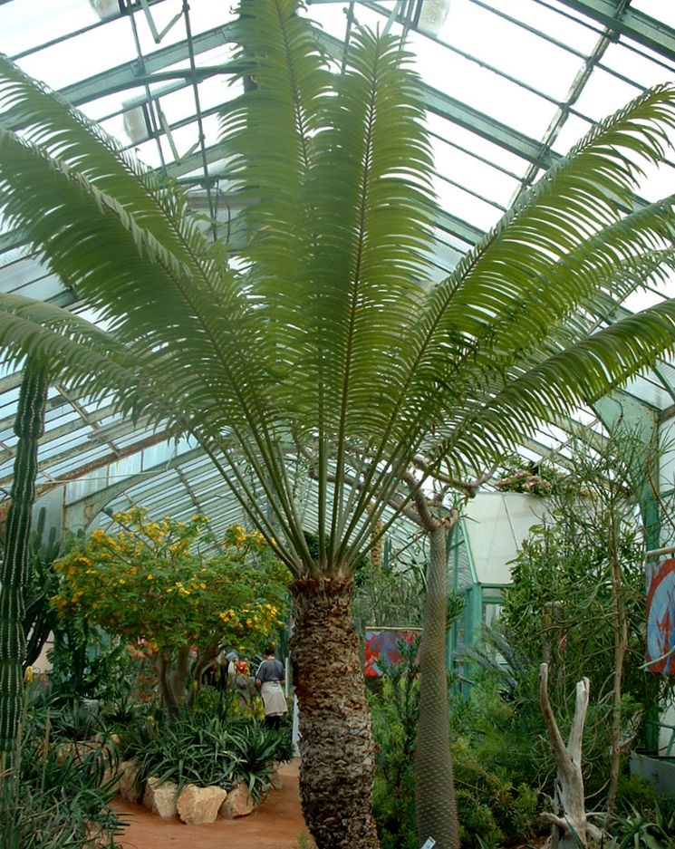 Саговая пальма в оранжерее