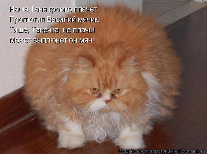 Толстые кошки картинки с надписями