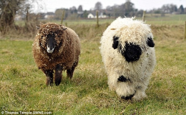 The family have got another sheep, a brown Ryeland called Bear - because he looks like a bear