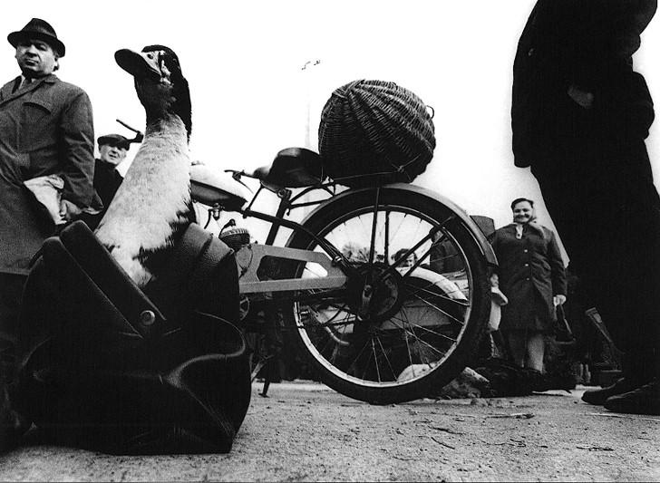 Лучшие работы фотографов советской Литвы Лучшие работы фотографов советской Литвы