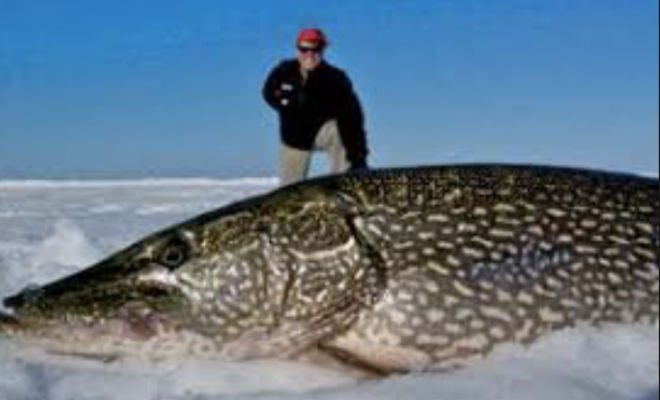 Щука-монстр: улов на Братском водохранилище