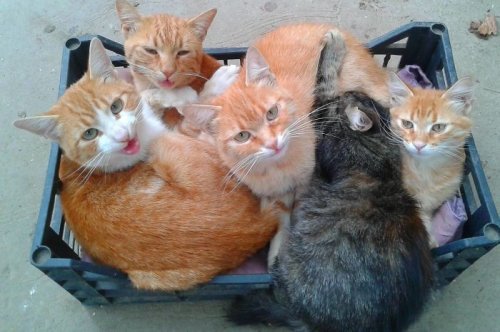 Кошки, которым удобно везде (37 фото)