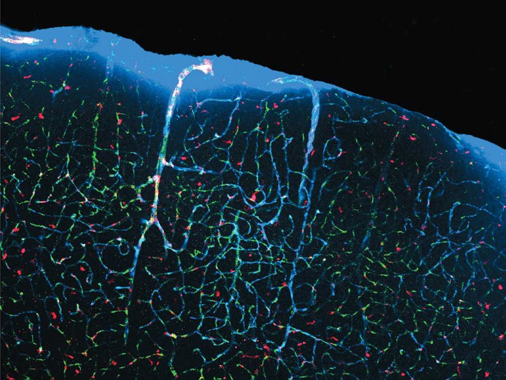 scientific11 Самые невероятные научные фотографии уходящего года