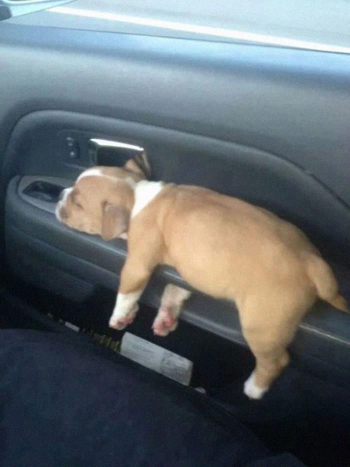 щенок спит на ручке двери в авто