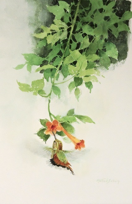 Trumpet Vine (426x661, 103Kb)