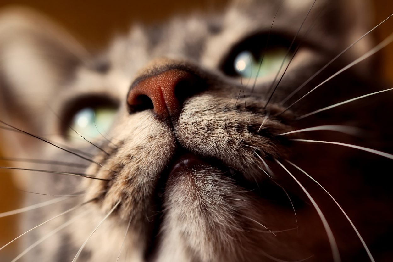 Что такое «усталость усов» вашей кошки? 