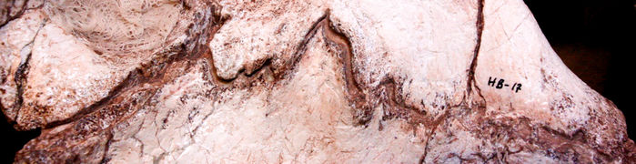 Зубчатое соединение между дугой позвонка и его телом у Spinophorosaurus nigerensis. (Фото: John Fronimos / University of Michigan in Ann Arbor.)