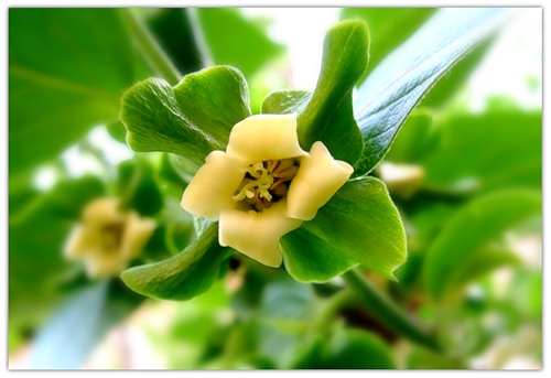 Цветение хурмы