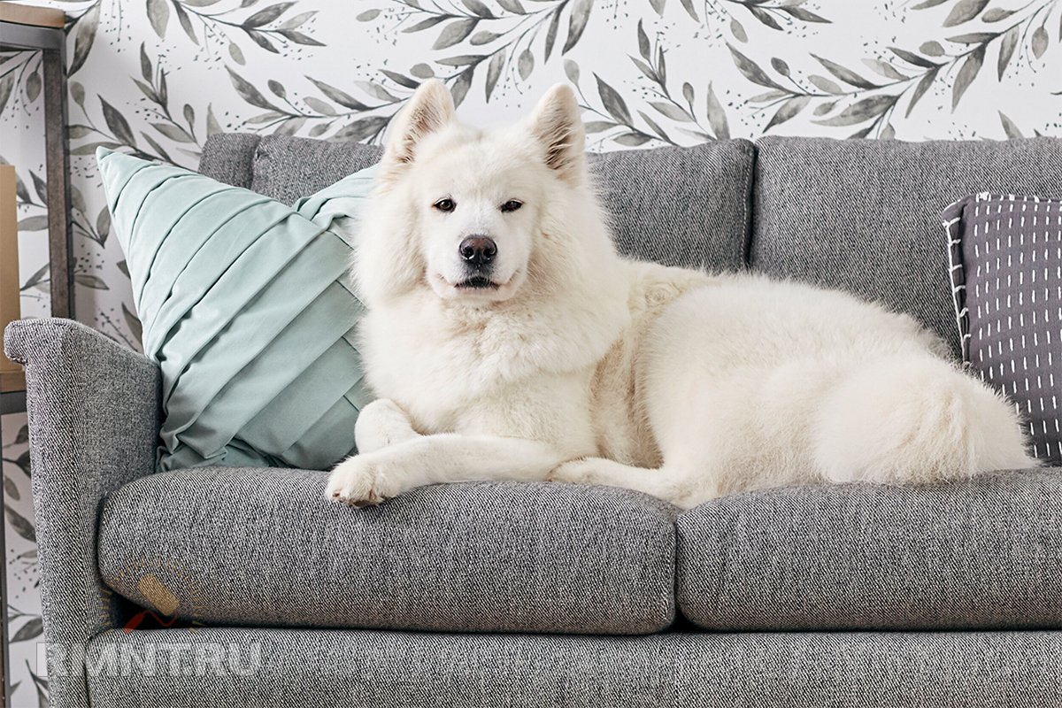 Довольная собака на диване